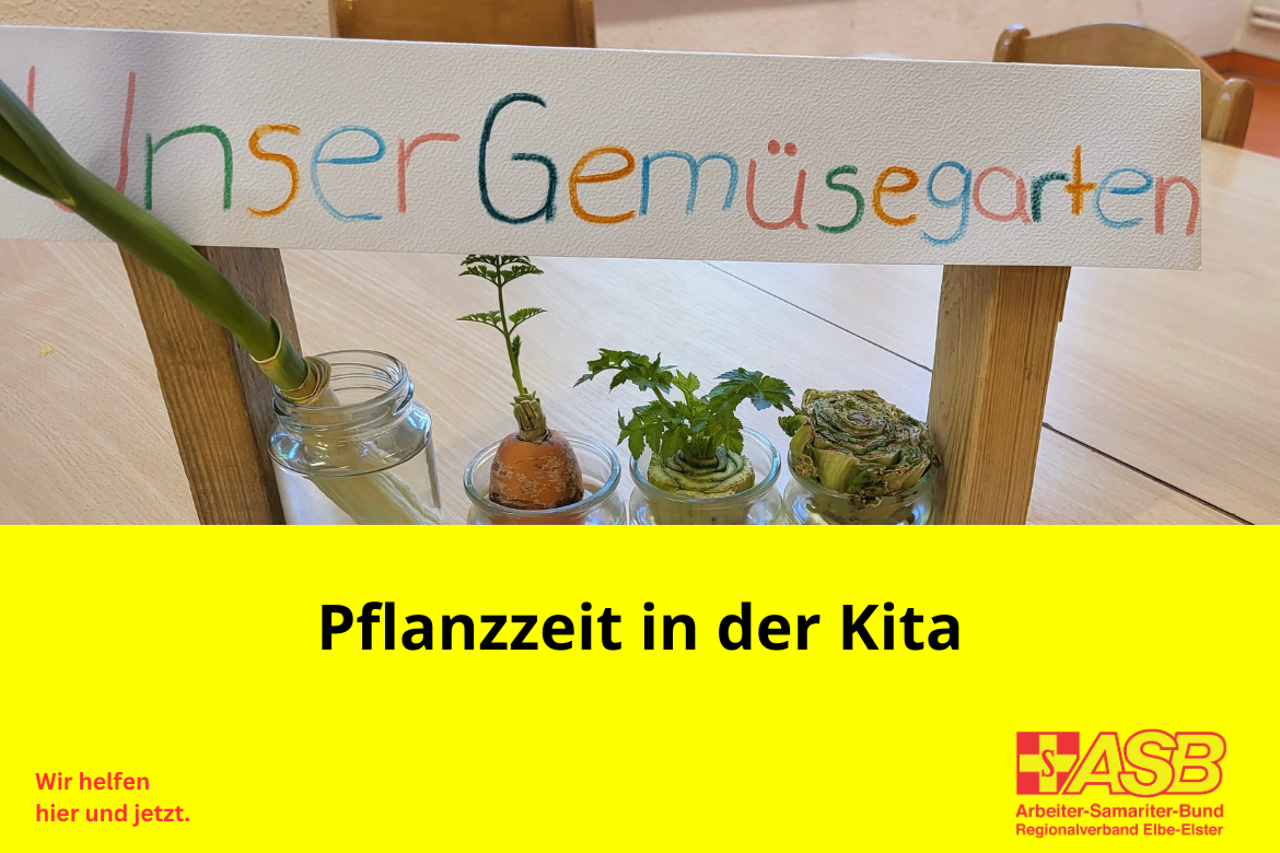 Wir pflanzen ein Gemüsebeet