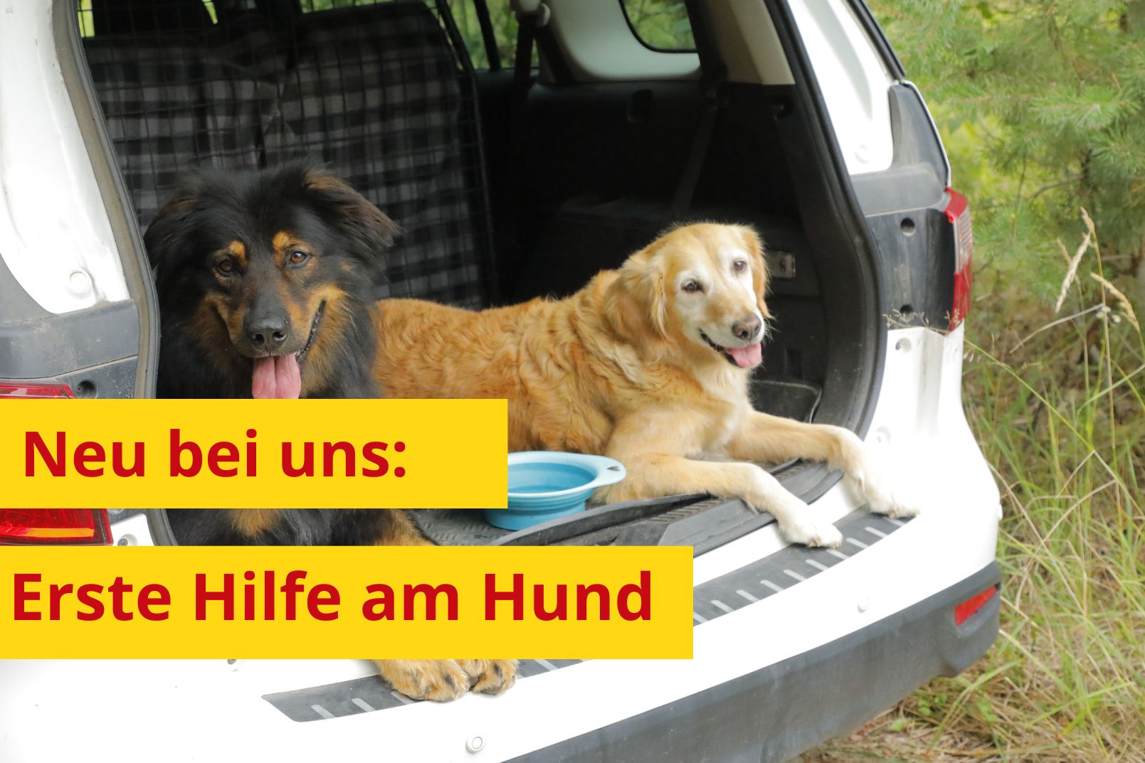 Erste Hilfe am Hund